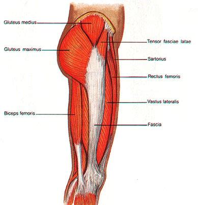 Learn about thigh hip human anatomy with free interactive flashcards. The Heart Healthy Lifestyle: November 2010