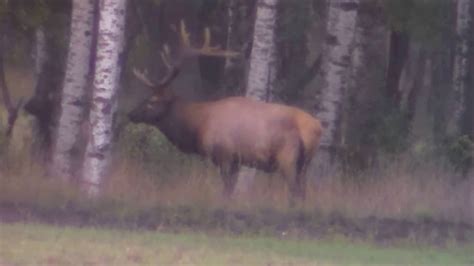 Monster Bull Elk 350 Or Bigger From Pigeon River Michigan Youtube