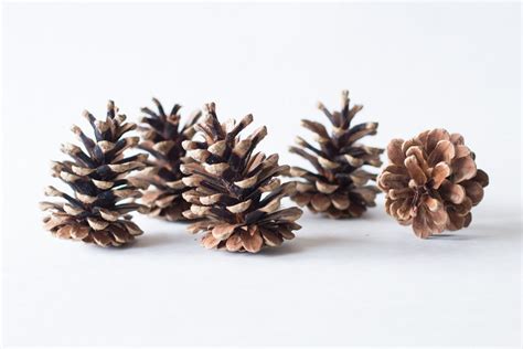 Pine Cones Bulk Natural Untreated Sanitized Canada Etsy Canada