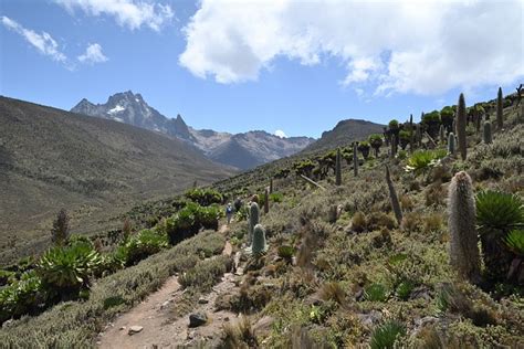 Mount Kenya Afroalpine Vegetation Free Photo On Pixabay Pixabay