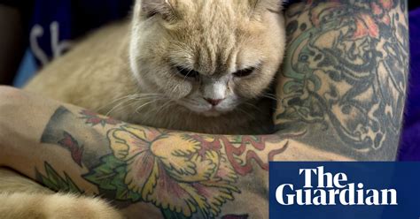 Bucharest International Feline Beauty Contest In Pictures Life And