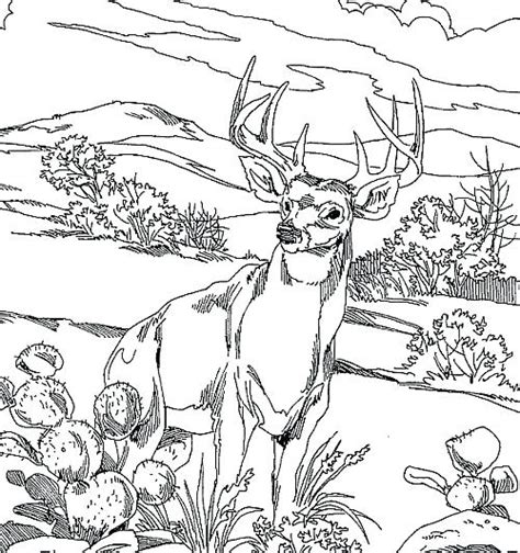 Download deer coloring pages printable and use any clip art,coloring,png graphics in your website, document or presentation. Realistic Deer Coloring Pages at GetColorings.com | Free ...