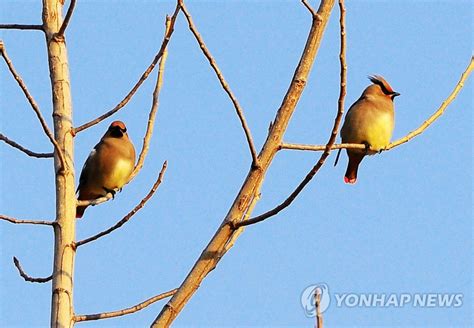 Winter Migrant Bird Spotted At Arboretum Yonhap News Agency