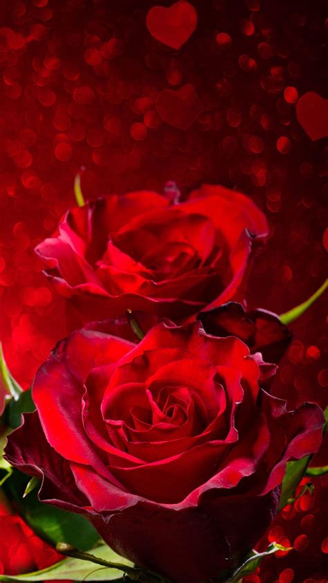 Red Roses Wallpapers Top Free Red Roses Backgrounds Wallpaperaccess