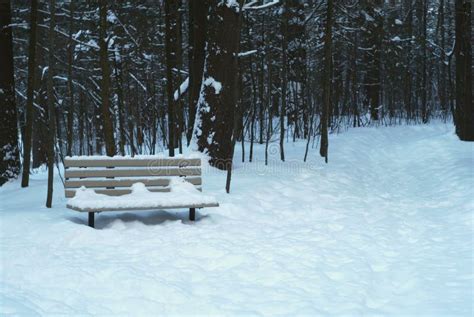 Bench Seat In The Snow Forest Path Landscape Stock Image Image Of