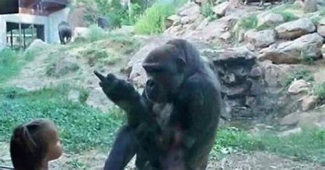 Sex Offender Gorilla Imgur