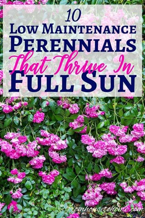 Full Sun Perennials 10 Low Maintenance Plants That Thrive In The Sun