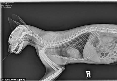 X Ray Contest Worlds Wackiest Animal X Rays Reveal The Things Pets