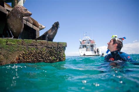 2023 Half Day Mornington Peninsula Dolphin And Seal Swim From Sorrento