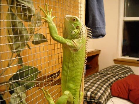 Basic Care Instructions For The Green Iguana Green Iguana Iguana Pet