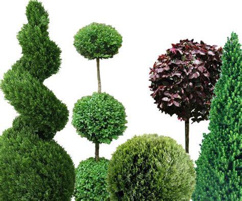 How To Prune Trim And Care For A Live Topiary Plant Or Tree Wilson