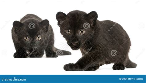 Two Black Leopard Cubs 3 Weeks Old Prowling And Gazing Royalty Free