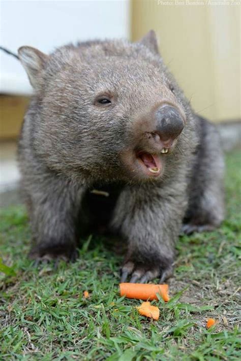763 Best Australian And New Zealand Animals Images On Pinterest Koala
