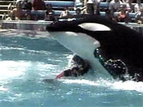 Video Footage Of Killer Whale Tilikum Drowning Trainer Dawn Brancheau