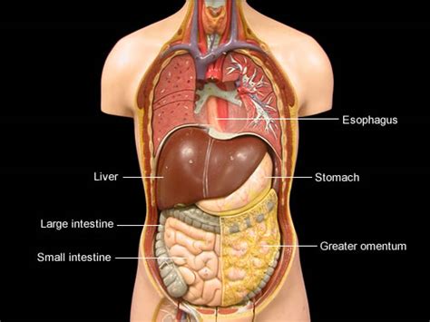 Download files and build them with your 3d printer, laser cutter, or cnc. Torso Model Anatomy Labeled : Biol 160 Human Anatomy And ...