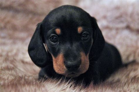 If you are looking houston puppy training, contact us! Black and Tan Miniature Dachshund puppies.Stunning ...