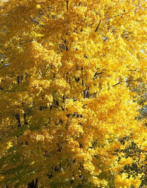 Part Of Yellow Maple Closeup Stock Photo Image Of Dark Foliage