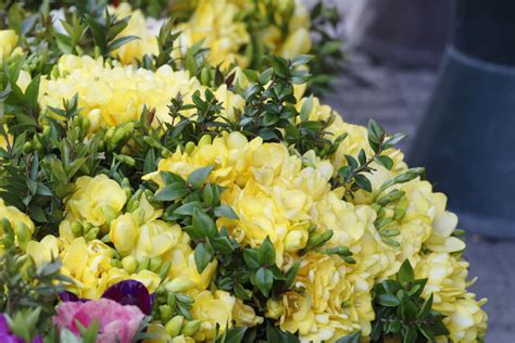 Maybe you would like to learn more about one of these? Freesia Flower Meaning - Flower Meaning