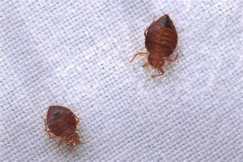 Environmentally Friendly Way To Get Rid Of Bed Bugs Somnusthera