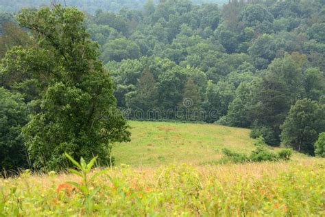Scenic Farmland Stock Image Image Of Trees Grassy Landscape 56128479