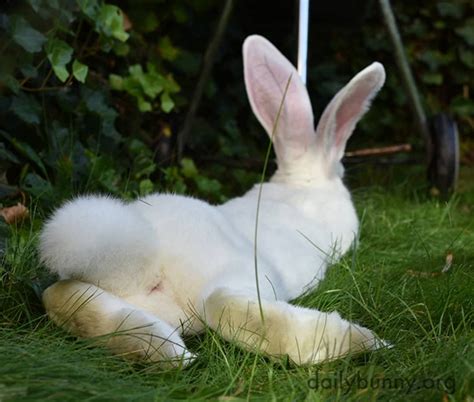 bunny s fluffy tail — the daily bunny
