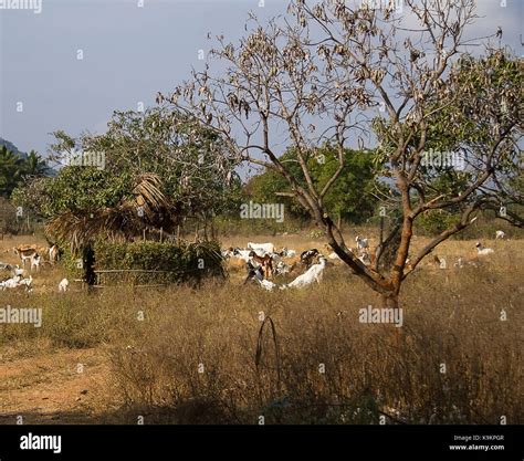 Indian Goats Hi Res Stock Photography And Images Alamy