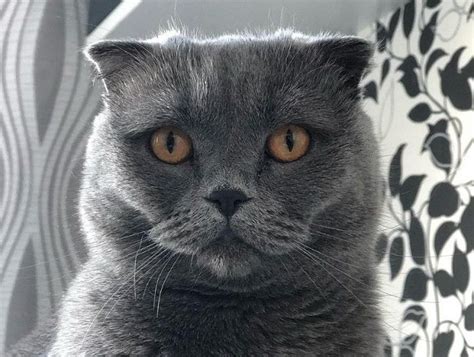 33 memorable mexican food blog names. 240 Food Names for Cats | Cats, Food names, Pet names