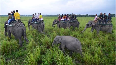 The Tragic Lives Of India S Mistreated Captive Elephants BBC News