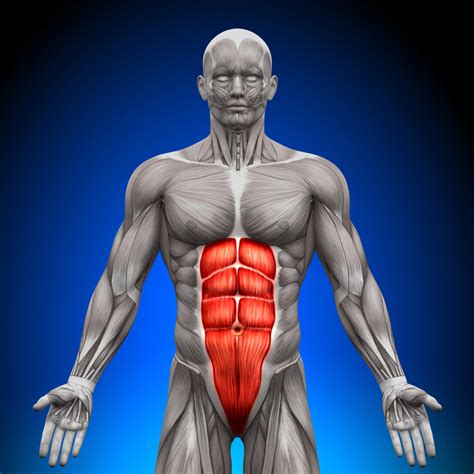 How To Strengthen Your Core Muscles Caloriebee