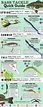 Bass Fishing Lure Quick Sheet - A Fast Reference to Popular Bass ...