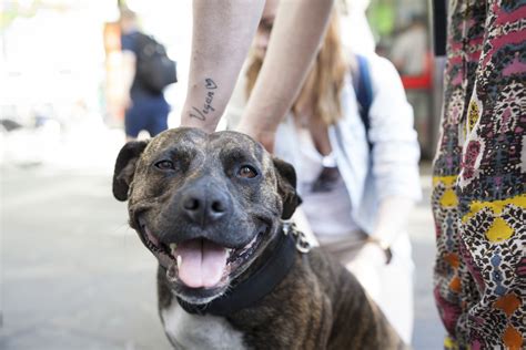 The Vets Who Help Homeless Animals Positive News Positive News