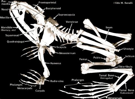 Amphibian Skeleton Femur Patella Tibia Fibula Tarsals Metatarsals