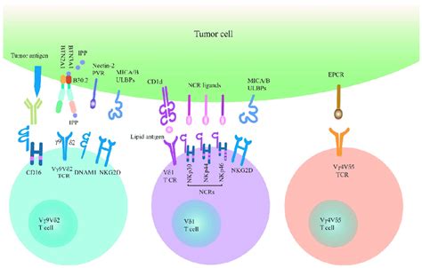 The tumor cell recognition of γδ T cells γδ T cells recognize tumor