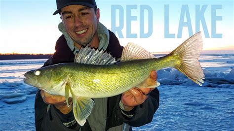 First Ice Walleyes On Upper Red Lake Fishing Report And Tips Youtube