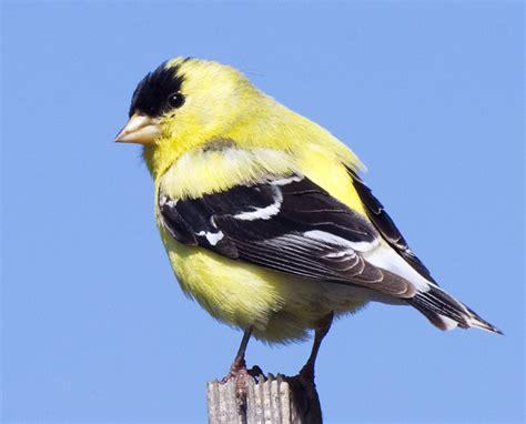 Backyard Birds Flickr