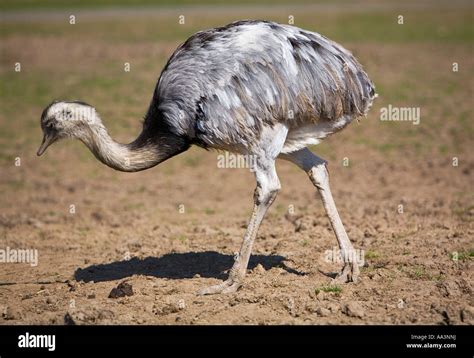 Ostrich Struthio Camelus Stock Photo Alamy