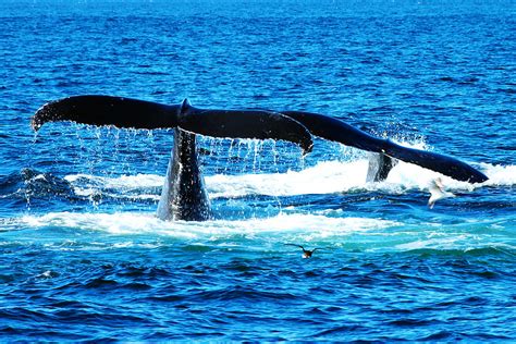 Two Whale Tails Photograph By Paul Ge