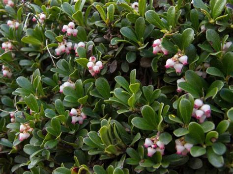 Small Flowering Shrubs Adding Beauty And Charm To Your Garden