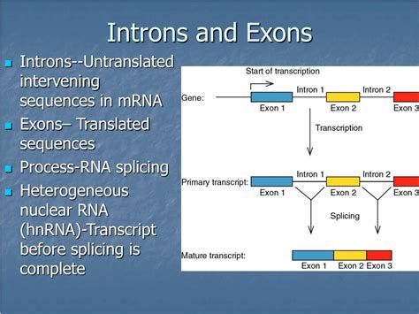 What Are Introns And Exons Design Talk