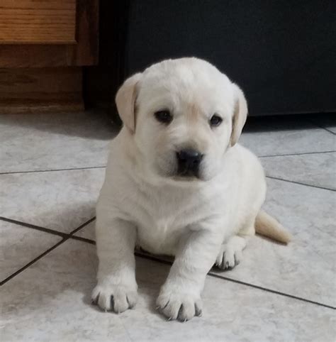White Akc English Lab Puppies For Sale Near Me  Puppies