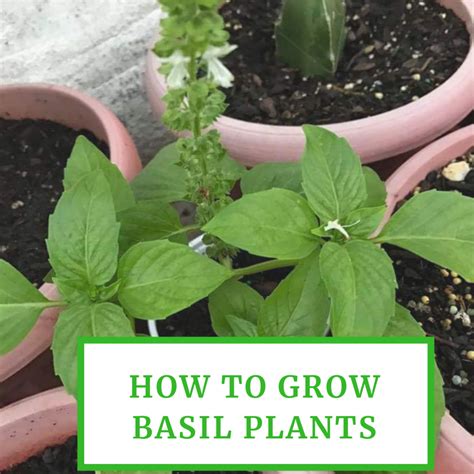 How To Grow Basil Plants In Your Garden Dengarden