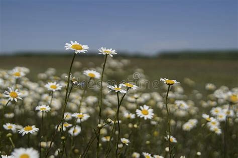 White Chamomile Flowers On Spring Grass Meadow A Sunny Day On A Blue