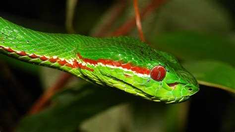 Green Tree Pit Viper Trimeresurus Gumprechti Or Popeiorum Flickr