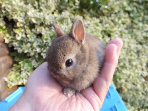 Pin On Netherland Dwarf