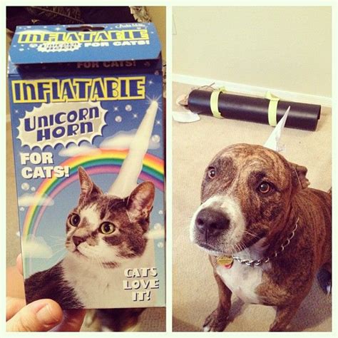Riley The Pitbull Wasn T Feeling Her Cat Unicorn Horn Unicorn Cat Instagram Photo Photo