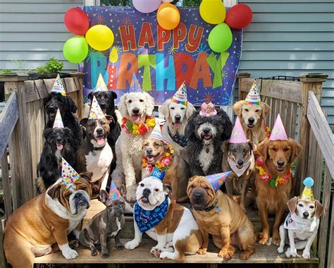 31 Creative Ts For Your Dogs Birthday Bark Post
