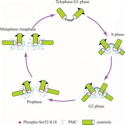 Cell Cycleregulated Centrosome Association Of Phospho Ser K This Download Scientific