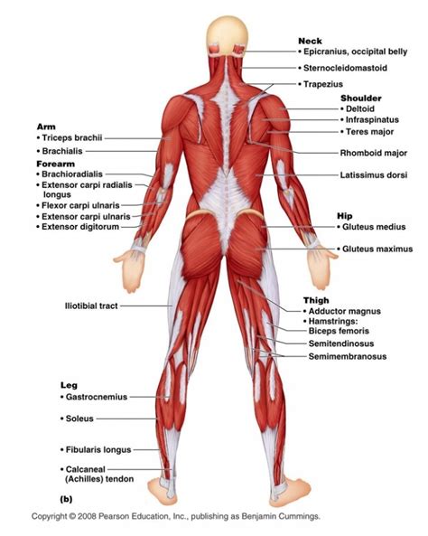 Muscles Of The Human Body Posterior Diagram Quizlet