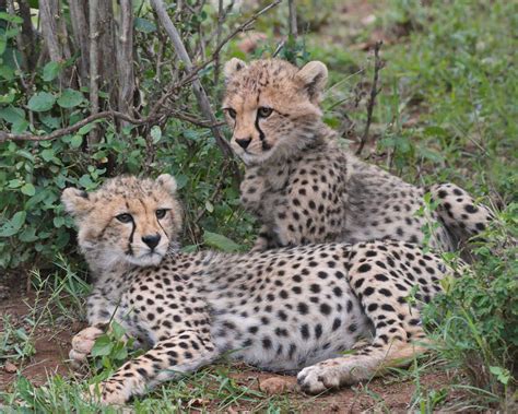 Cheetah cubs, Kenya - Melissa McCeney