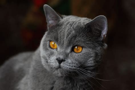 Gray Cat With Yellow Eyes 5k Retina Ultra Hd Wallpaper Background